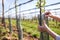 Farmer is wrapping protective plastic net at fruit sapling in orchard