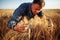 Farmer wraps around a bunch of ears of wheat at the field with his hands checking quality of the crop. Male farm worker