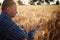 Farmer wraps around a sheaf with his hands and checks the quality of the wheat ears on the field. Farm worker holds a