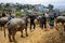 The Farmers and Buffalo Market of Bac Ha in Vietnam