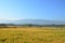 Farmers busy harvesting paddy at Ubud, Indonesia during hot afternoon day.