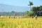 Farmers busy harvesting paddy at Ubud, Indonesia during hot afternoon day.