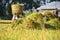 Farmers busy harvesting paddy at Ubud, Indonesia during hot afternoon day.