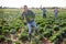 Farmers chase fleeing robber with stolen cabbage