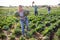 Farmers chase after fleeing woman who stole cabbage from farm field