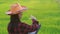 Farmers check the quality of rice in the rice field