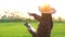 Farmers check the quality of rice in the rice field