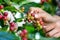 Farmers collect the Arabica coffee from the coffee tree