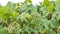 A farmers crop of green leafs vegetables eaten by caterpillars