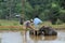 Farmers cultivate rice field buffaloes.