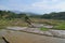 farmers cultivate rice fields for planting rice