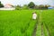 Farmers cultivate rice on a green field. Nature.