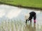 Farmers do farming in rice fields