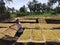 farmers drying Indonesian chopped tobacco