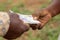 Farmers exchanging money in Kenyan shilling currency, focus on hands