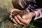 Farmers\' expert hands check soil health before planting vegetable seeds or seedlings. Business idea or ecology