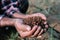 Farmers\' expert hands check soil health before planting vegetable seeds or seedlings. Business idea or ecology