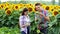 Farmers family inspect the harvest, man and woman in the agrarian sphere, talking in a field of sunflowers