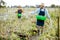 Farmers feeding snails on the field