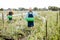 Farmers feeding snails on the field