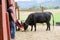 Farmers Feeding Their Cow