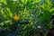 Farmers field with growing organic zucchini courgette vegetables in Lazio, Italy