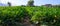 Farmers field with growing organic zucchini courgette vegetables in Lazio, Italy