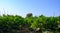 Farmers field with growing organic zucchini courgette vegetables in Lazio, Italy