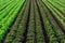 Farmers field with growing in rows green organic lettuce leaf vegetables