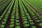 Farmers field with growing in rows green organic lettuce leaf vegetables