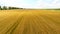 Farmers field of ripe wheat. Yellow ears of cereal ready for harvest.