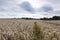 Farmers field with tractor tracks