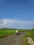 Farmers are going to the agriculture fields to work day