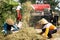 Farmers are grinding rice with a mobile rice milling machine.