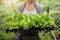 Farmers grow young seedlings of salad greens in the garden