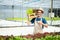 farmers hand harvest fresh salad vegetables in hydroponic plant system farms in the greenhouse to market