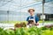 farmers hand harvest fresh salad vegetables in hydroponic plant system farms in the greenhouse to market