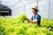 farmers hand harvest fresh salad vegetables in hydroponic plant system farms in the greenhouse to market
