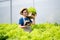 farmers hand harvest fresh salad vegetables in hydroponic plant system farms in the greenhouse to market