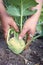 Farmers hand harvesting bio vegetables