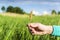 Farmers hand holding bloomy flowers spica