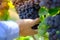 Farmers hand holding freshly Shiraz grapes