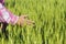 Farmers hand in wheat field