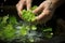 farmers hands cleaning freshly harvested wasabi under running water