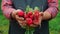 Farmers hands with freshly harvested organic vegetables. Horse radish