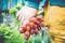 Farmers hands with freshly harvested radish