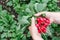 Farmers hands with freshly harvested radish