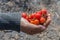 Farmers hands with freshly tomatoes.