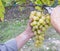 Farmers hands with garden secateurs and freshly white grapes at harvest. Chianti Region, Tuscany, Italy.