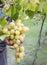 Farmers hands with garden secateurs and freshly white grapes at harvest. Chianti Region, Tuscany, Italy